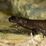 Salamandra di Lanza - Lanzai Salamander (Salamandra lanzai)