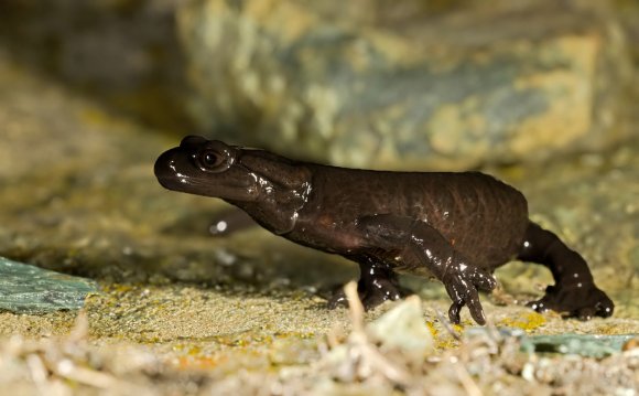 Salamandra di Lanza - Lanzai Salamander (Salamandra lanzai)