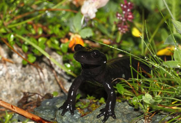 Salamandra di Lanza - Lanzai Salamander (Salamandra lanzai)