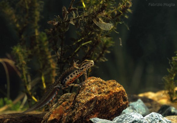 Tritone punteggiato - Common newt (Lissotriton vulgaris)