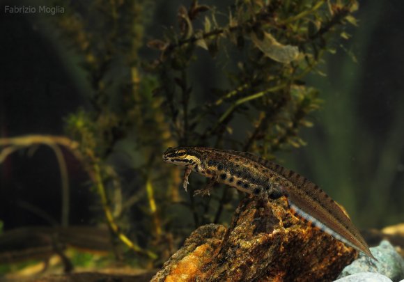 Tritone punteggiato - Common newt (Lissotriton vulgaris)
