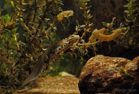Tritone punteggiato - Common newt (Lissotriton vulgaris)