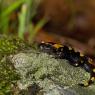 Salamandra pezzata - Fire salamander (Salamandra salamandra)