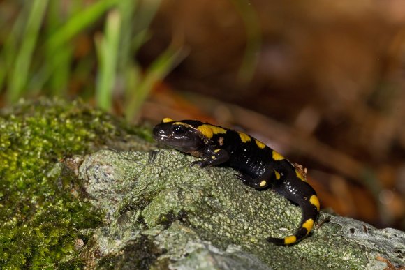 Salamandra pezzata - Fire salamander (Salamandra salamandra)