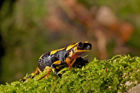 Salamandra pezzata - Fire salamander (Salamandra salamandra)