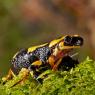 Salamandra pezzata - Fire salamander (Salamandra salamandra)