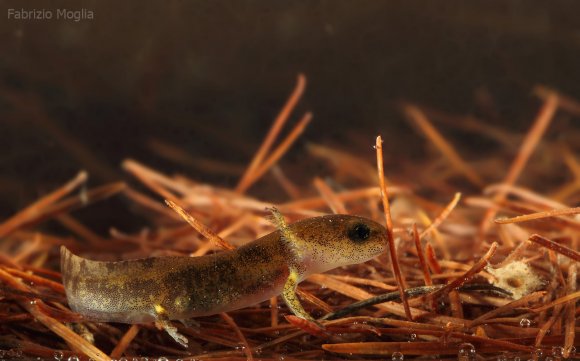 Salamandra pezzata - Fire salamander (Salamandra salamandra)