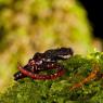 Salamandrina dagli occhiali - Spectacled salamander (Salamandrina terdigitata)