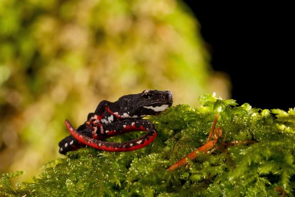 Salamandrina dagli occhiali - Spectacled salamander (Salamandrina terdigitata)