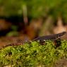 Salamandrina dagli occhiali - Spectacled salamander (Salamandrina terdigitata)