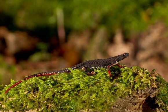 Salamandrina dagli occhiali - Spectacled salamander (Salamandrina terdigitata)
