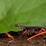 Salamandrina dagli occhiali - Spectacled salamander (Salamandrina terdigitata)