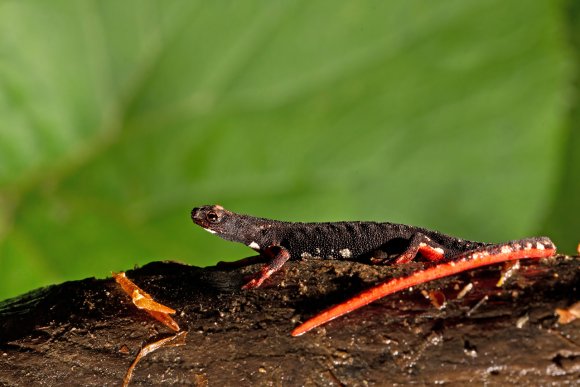 Salamandrina dagli occhiali - Spectacled salamander (Salamandrina terdigitata)