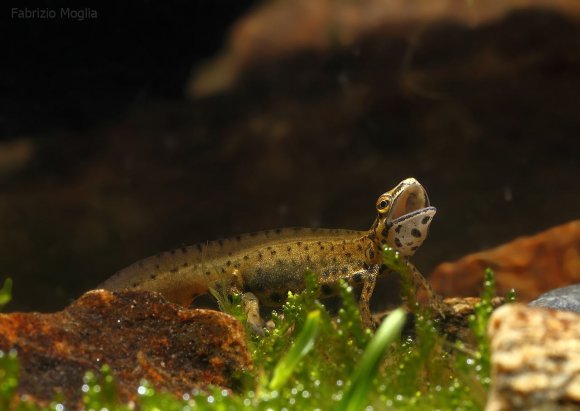 Tritone punteggiato - Common newt (Lissotriton vulgaris)