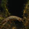 Tritone punteggiato - Common newt (Lissotriton vulgaris)