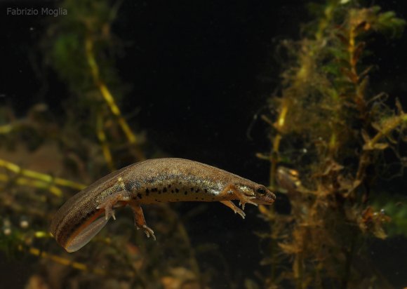 Tritone punteggiato - Common newt (Lissotriton vulgaris)