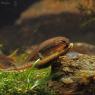 Tritone punteggiato - Common newt (Lissotriton vulgaris)