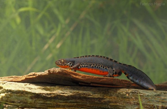 Tritone alpino - Tritone alpino (Ichthyosaura alpestris)