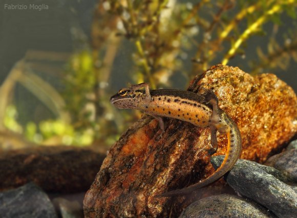Tritone punteggiato - Common newt (Lissotriton vulgaris)