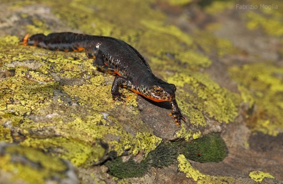 Tritone alpino - Tritone alpino (Ichthyosaura alpestris)