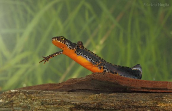 Tritone alpino - Tritone alpino (Ichthyosaura alpestris)