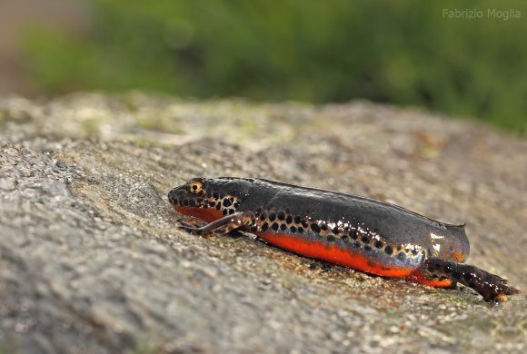 Tritone alpino - Tritone alpino (Ichthyosaura alpestris)