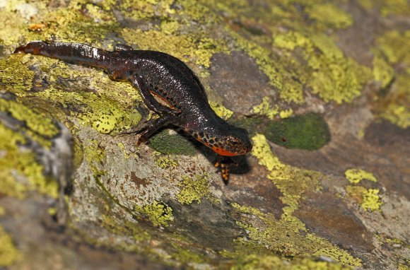 Tritone alpino - Tritone alpino (Ichthyosaura alpestris)