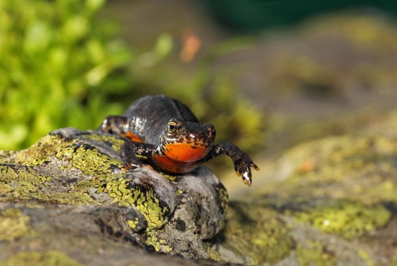 Tritone alpino - Tritone alpino (Ichthyosaura alpestris)