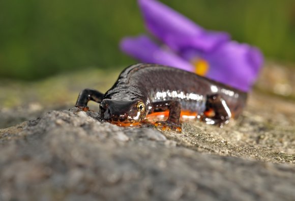 Tritone alpino - Tritone alpino (Ichthyosaura alpestris)