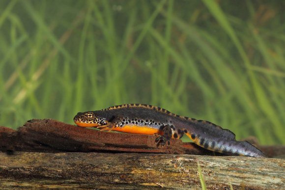 Tritone alpino - Tritone alpino (Ichthyosaura alpestris)