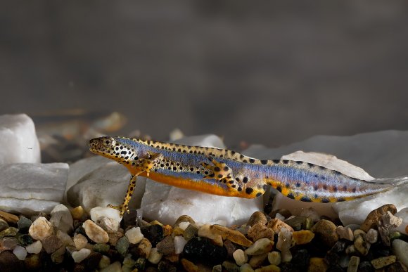 Tritone alpino apuano - Alpine newt (Ichthyosaura alpestris apuana)
