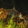 Tritone crestato italiano - Italian crested newt (Triturus carnifex)