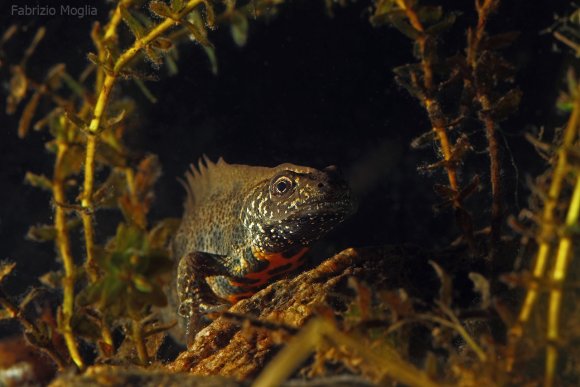 Tritone crestato italiano - Italian crested newt (Triturus carnifex)