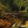 Tritone crestato italiano - Italian crested newt (Triturus carnifex)