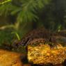 Tritone crestato italiano - Italian crested newt (Triturus carnifex)