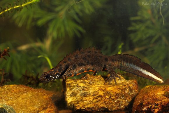 Tritone crestato italiano - Italian crested newt (Triturus carnifex)