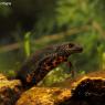 Tritone crestato italiano - Italian crested newt (Triturus carnifex)