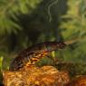 Tritone crestato italiano - Italian crested newt (Triturus carnifex)