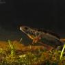 Tritone crestato italiano - Italian crested newt (Triturus carnifex)