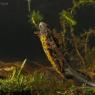 Tritone crestato italiano - Italian crested newt (Triturus carnifex)