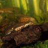 Tritone punteggiato - Common newt (Lissotriton vulgaris)