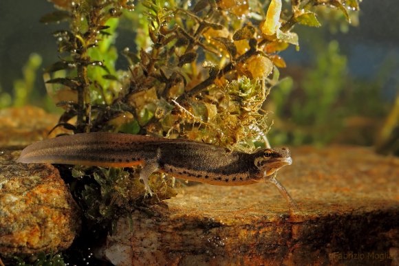 Tritone punteggiato - Common newt (Lissotriton vulgaris)