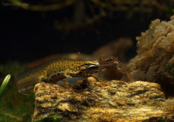 Tritone punteggiato - Common newt (Lissotriton vulgaris)