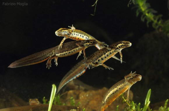 Tritone punteggiato - Common newt (Lissotriton vulgaris)