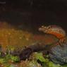 Tritone punteggiato - Common newt (Lissotriton vulgaris)