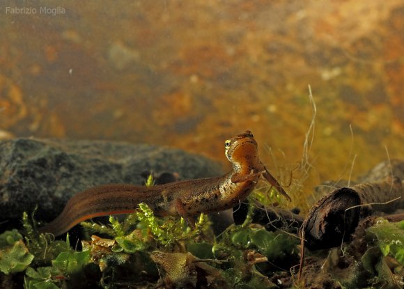 Tritone punteggiato - Common newt (Lissotriton vulgaris)