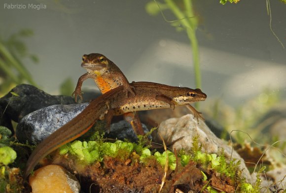 Tritone punteggiato - Common newt (Lissotriton vulgaris)