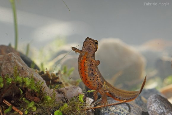 Tritone punteggiato - Common newt (Lissotriton vulgaris)