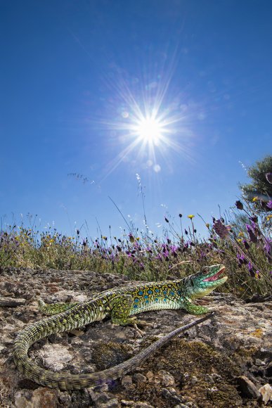 Lucertola ocellata - Ocellated lizard (Timon lepidus)