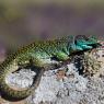 Lucertola ocellata - Ocellated lizard (Timon lepidus)